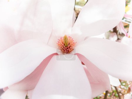 Foto de Magnolia sprengeri var. diva Diva Rosa magnolia, Flores de invierno - Imagen libre de derechos