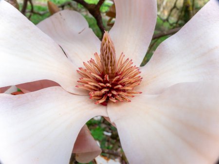 Magnolia sprengeri var. diva Diva Rosa magnolia, Flores de invierno