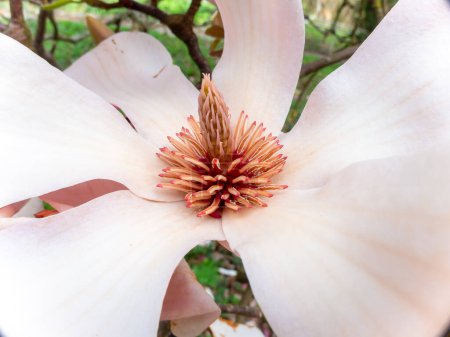 Foto de Magnolia sprengeri var. diva Diva Rosa magnolia, Flores de invierno - Imagen libre de derechos