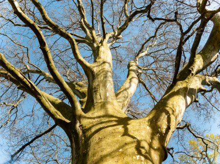 Foto de Haya de cobre Fagus sylvatica purpurea troncos de árboles y ramas desnudas - Imagen libre de derechos