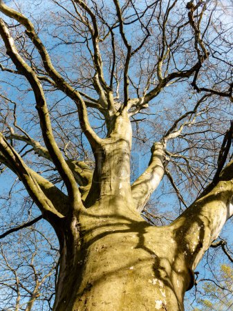 Haya de cobre Fagus sylvatica purpurea troncos de árboles y ramas desnudas