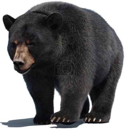 Foto de Negro oso peludo 3D Animal - Imagen libre de derechos