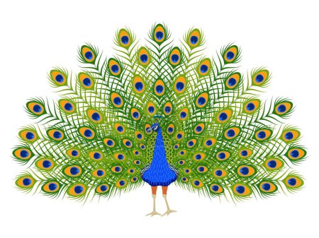 Cartoon peacock. Beautiful bird with ornamental feathers