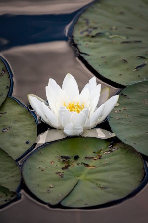 Photo for White waterlily (Nymphaea alba) blooms on the lake. - Royalty Free Image