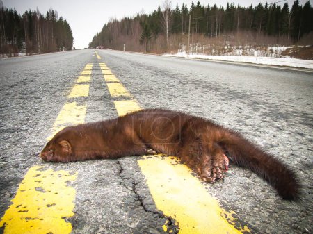 Photo for Mink (Neovison vison) dead under the car. The road kills. Mink killed by traffic. - Royalty Free Image