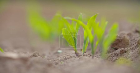 Photo for Closeup of young crops growing in cultivated soil at farm - Royalty Free Image