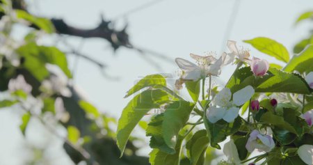 Foto de Rama floreciente de manzano en la granja en un día soleado - Imagen libre de derechos