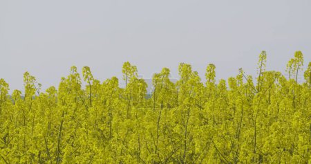 Photo for Dolly shot of oilseed rape blossoms growing on farm - Royalty Free Image