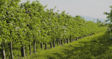 Photo for Dolly shot of fruit trees in a row on agricultural field - Royalty Free Image