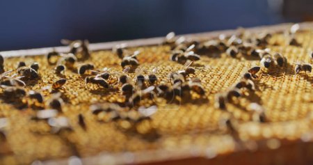 Macro shot of bees producing honey on a honeycomb