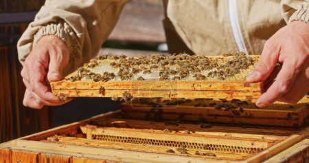 Macro de abejas produciendo miel en un panal