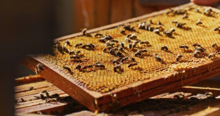 Macro shot d'abeilles produisant du miel sur un nid d'abeille