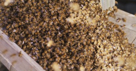 Macro shot of bees producing honey on a honeycomb