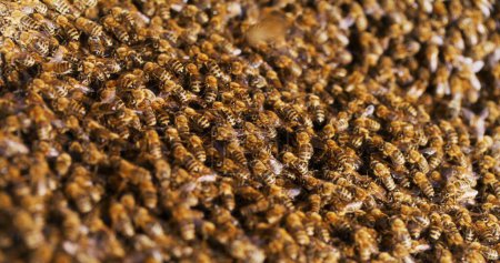 Makroaufnahme von Bienen, die Honig auf einer Wabe produzieren