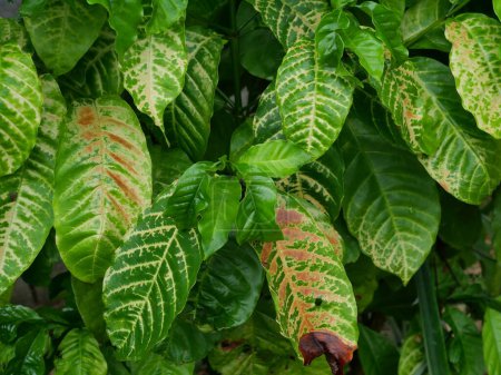 Photo for Brown spotted and yellow damage by anthracnose on the green leaf of Robusta coffee plant tree, Plant diseases that damage agriculture - Royalty Free Image