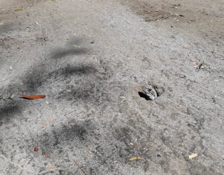 Foto de Agama mariposa o lagarto de pequeña escala o terrestre en la madriguera en la arena en el Parque Nacional Khao Sam Roi Yot, rayas de color naranja y negro en la piel amarilla y marrón de reptiles tropicales en Tailandia - Imagen libre de derechos
