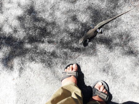Foto de Agama mariposa o lagarto de pequeña escala o terrestre de pie cerca del pie de los hombres en la arena, rayas de color naranja y negro en la piel amarilla y marrón de reptiles tropicales en Tailandia - Imagen libre de derechos