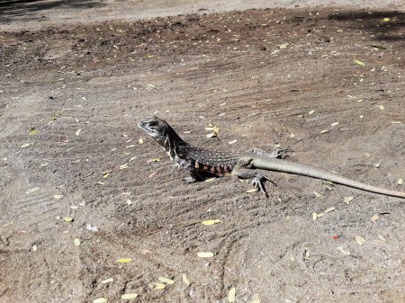 Foto de Agama mariposa o lagarto de pequeña escala o terrestre en la arena en el Parque Nacional Khao Sam Roi Yot, rayas de color naranja y negro en la piel amarilla y marrón de reptiles tropicales en Tailandia - Imagen libre de derechos