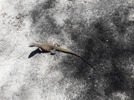 Foto de Agama mariposa o lagarto de pequeña escala o terrestre en la arena en el Parque Nacional Khao Sam Roi Yot, rayas de color naranja y negro en la piel amarilla y marrón de reptiles tropicales en Tailandia - Imagen libre de derechos