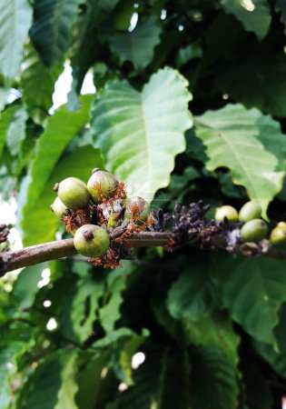 Foto de Grupo de gaster naranja o tejedor o rebaño de hormigas de árbol verde y algodón insectos harinosos en granos de cereza de café de color verde crudo en la plantación de árboles, plagas de insectos tropicales en Tailandia - Imagen libre de derechos