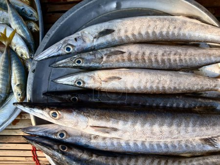 Foto de Peces Barracuda o Seapike (Sphyraenidae) en una bandeja de acero, Peces de mar en el mercado, Tailandia - Imagen libre de derechos