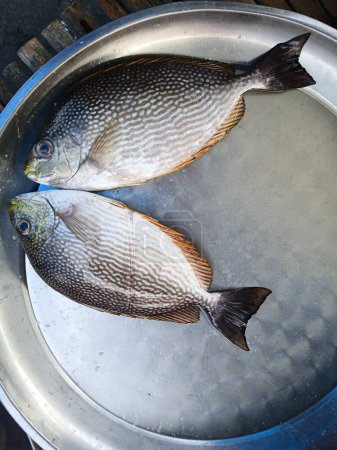Java-Kaninchenfisch oder Blautopfspinefisch oder Streifenspinefuss (Siganus javus) Fisch in einem Stahlblech, Meeresfische auf dem Markt, Thailand
