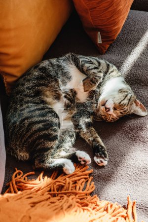 Müde und schläfrige Katzenkätzchen schlafen bequem auf weichem Sofa zu Hause schöne Ästhetik