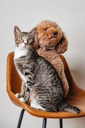 Cat and dog best friends family portrait cute and adorable poodle puppy and kitten