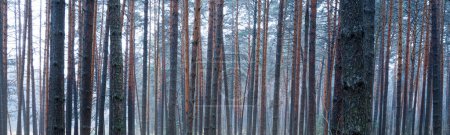 Foto de Panorama of pine autumn misty forest. Rows of pine trunks shrouded in fog on a cloudy day. Overcast weather. - Imagen libre de derechos