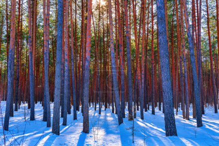 Foto de Sunset or sunrise in the spring pine forest covered with a snow. Sunbeams shining through the pine trunks. - Imagen libre de derechos