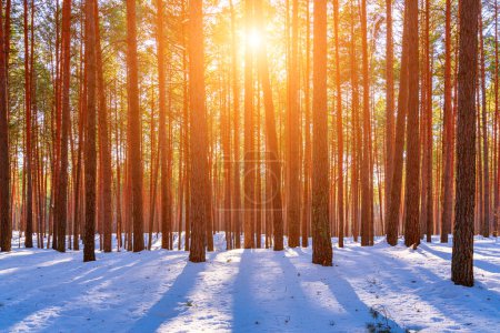 Foto de Sunset or sunrise in the spring pine forest covered with a snow. Sunbeams shining through the pine trunks. - Imagen libre de derechos