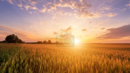 Téléchargez les photos : Scène de coucher de soleil sur le champ avec jeune seigle en été avec un ciel nuageux. Paysage
. - en image libre de droit