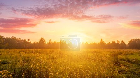 Sunrise on a field covered with wild flowers in summer season with fog and trees with a cloudy sky background in morning. Landscape.