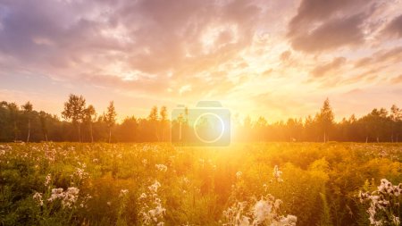 Wschód słońca na polu pokrytym dzikimi kwiatami w sezonie letnim z mgłą i drzewami z zachmurzonym tłem nieba rano. Krajobraz.