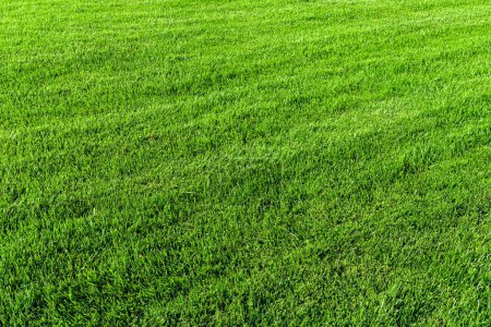 Textur von grünem Gras auf dem Rasen. Natürlicher abstrakter Hintergrund für Design.
