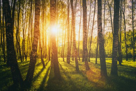 Sunset or sunrise in a spring birch forest with bright young foliage glowing in the rays of the sun and shadows from trees. Vintage film aesthetic.