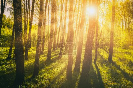 Téléchargez les photos : Coucher ou lever de soleil dans une forêt de bouleaux printaniers avec un jeune feuillage lumineux rayonnant dans les rayons du soleil et les ombres des arbres. Film vintage esthétique. - en image libre de droit