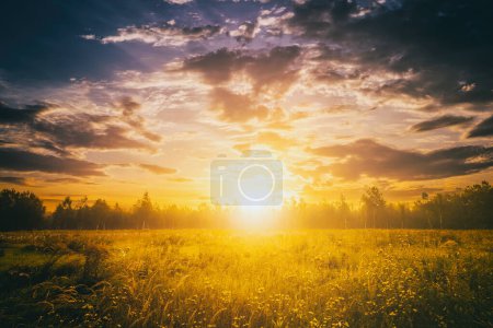 Téléchargez les photos : Lever de soleil sur un champ couvert de fleurs sauvages en été avec du brouillard et des arbres avec un ciel nuageux en arrière-plan le matin. Paysage. Film vintage esthétique. - en image libre de droit