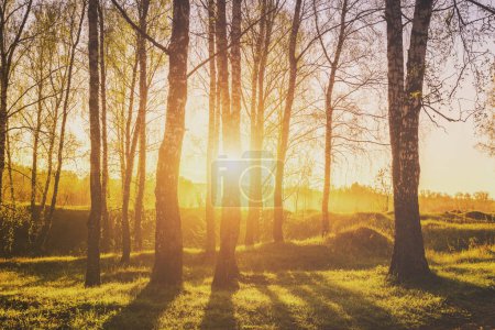 Sunset or sunrise in a spring birch forest with bright young foliage glowing in the rays of the sun and shadows from trees. Vintage film aesthetic. Springtime rural landscape.