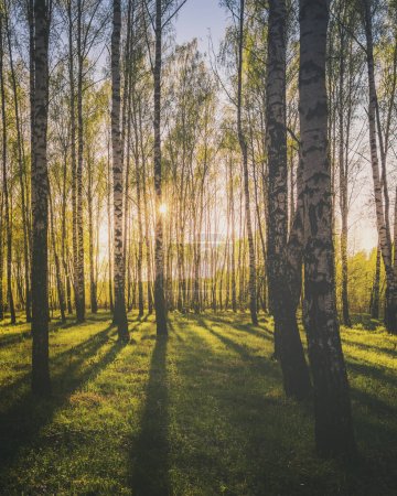 Sonnenuntergang oder Sonnenaufgang in einem frühlingshaften Birkenwald mit hellem jungen Laub, das in den Sonnenstrahlen leuchtet, und Schatten von Bäumen. Vintage-Filmästhetik. Frühlingshafte ländliche Landschaft.
