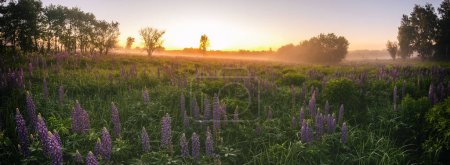 Photo for Sunrise on a field with purple wild lupines, fog and wildflowers and dramatic cloudy sky in spring. Springtime rural landscape. Vintage film aesthetic. - Royalty Free Image