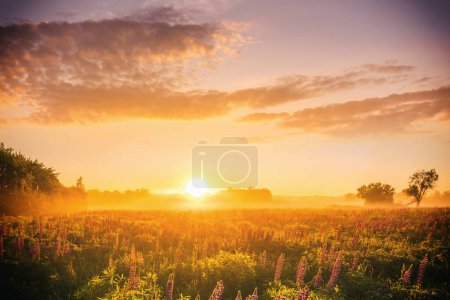 Photo for Sunrise on a field with purple wild lupines, fog and wildflowers and dramatic cloudy sky in spring. Springtime rural landscape. Vintage film aesthetic. - Royalty Free Image