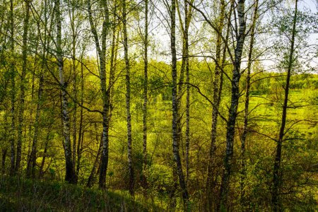 Sunset or sunrise in a spring birch forest with bright young foliage glowing in the rays of the sun and shadows from trees.