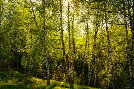 Puesta de sol o salida del sol en un bosque de abedules de primavera con un follaje joven brillante que brilla en los rayos del sol y las sombras de los árboles.