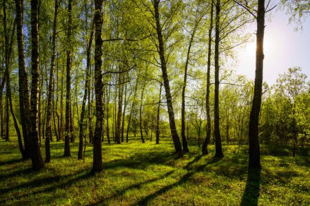 Puesta de sol o salida del sol en un bosque de abedules de primavera con un follaje joven brillante que brilla en los rayos del sol y las sombras de los árboles.