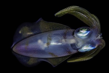 Rainbow colorful Sepioteuthis lessoniana squid side view in black water macro shoot in Red Sea of Egypt