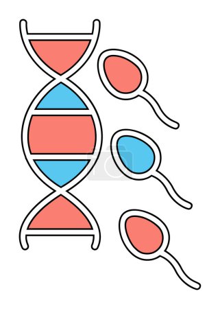 Vector outline illustration of reproductive system