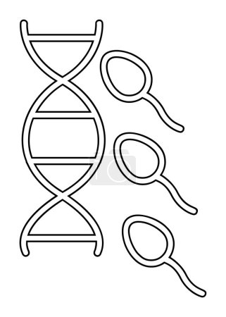Ilustración de Esquema vectorial ilustración del sistema reproductivo - Imagen libre de derechos