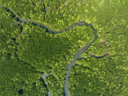 Increíble bosque de manglares abundante, Vista aérea de los árboles forestales Ecosistema de selva tropical y ambiente sano fondo, Textura de árboles verdes bosque de arriba hacia abajo, Vista de ángulo alto