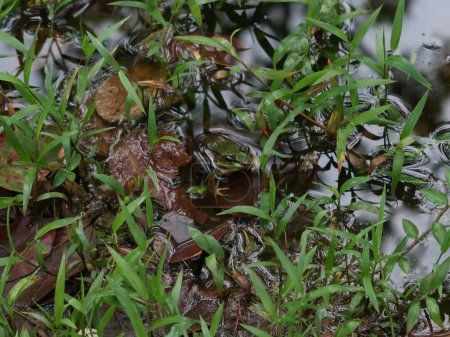 Rana Pelophylax chosenicus, sobre roca en lago, encontrada en Costa Rica